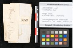 Foto (Objekt + Etikett) von Pinus holothana Unger (NHMW-GEO-2024-0188-8083)